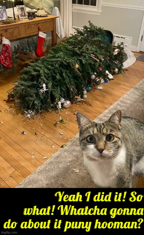 Another Sociopath Cat | Yeah I did it! So what! Whatcha gonna do about it puny hooman? | image tagged in cats,funny cats,sociopath,narcissist,christmas,christmas with cats | made w/ Imgflip meme maker