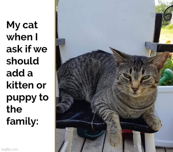 Another Words NO | image tagged in cats,funny cats,puppy,kitten,no,facial expressions | made w/ Imgflip meme maker