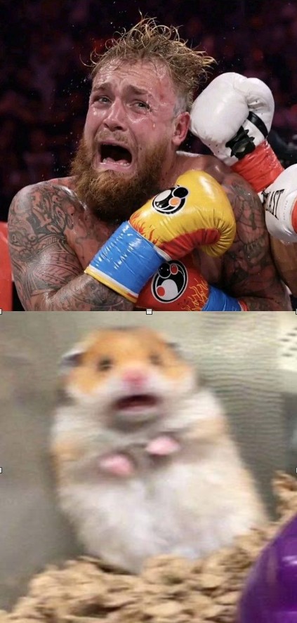 Seperated at birth Jake Paul and Hamster Blank Meme Template