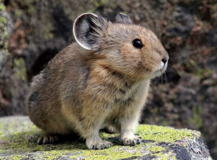 annoyed pika Blank Meme Template