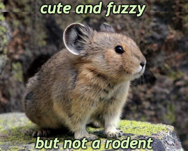 Pikas are surprising (and adorable) | cute and fuzzy; but not a rodent | image tagged in annoyed pika,rodents,animals | made w/ Imgflip meme maker