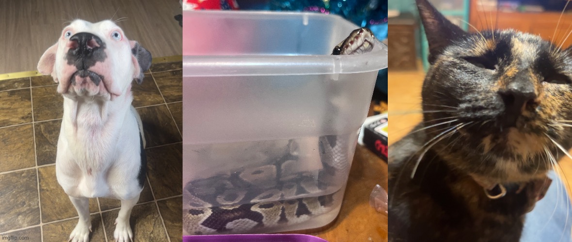 just posting these so yall can see em before i fully leave | made w/ Imgflip meme maker