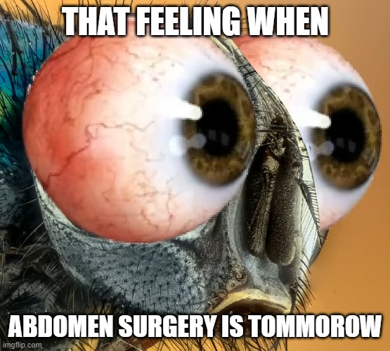 That feeling when abdomen surgery is tommorrow | THAT FEELING WHEN; ABDOMEN SURGERY IS TOMMOROW | image tagged in fly,knee surgery | made w/ Imgflip meme maker