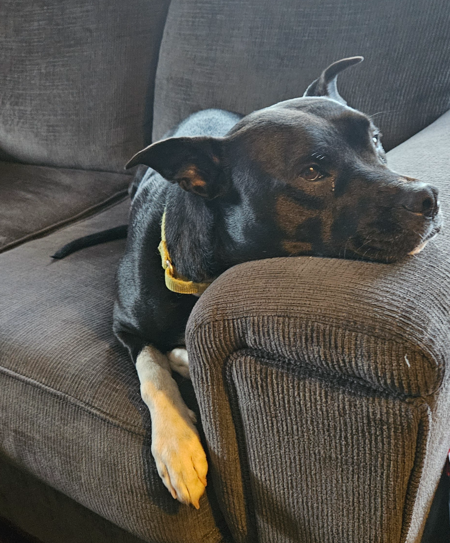 Raikou suffers Blank Meme Template