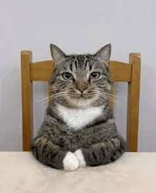 Waiting Cat Blank Meme Template