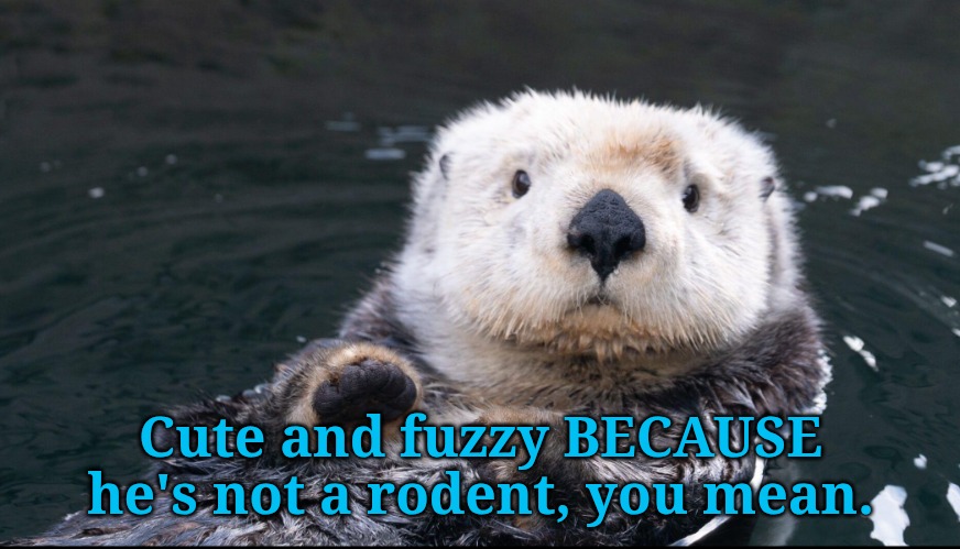 Otter | Cute and fuzzy BECAUSE he's not a rodent, you mean. | image tagged in otter | made w/ Imgflip meme maker