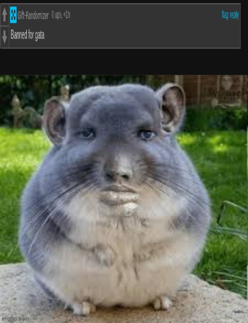 What does he mean by this? | image tagged in grey chinchilla meme | made w/ Imgflip meme maker