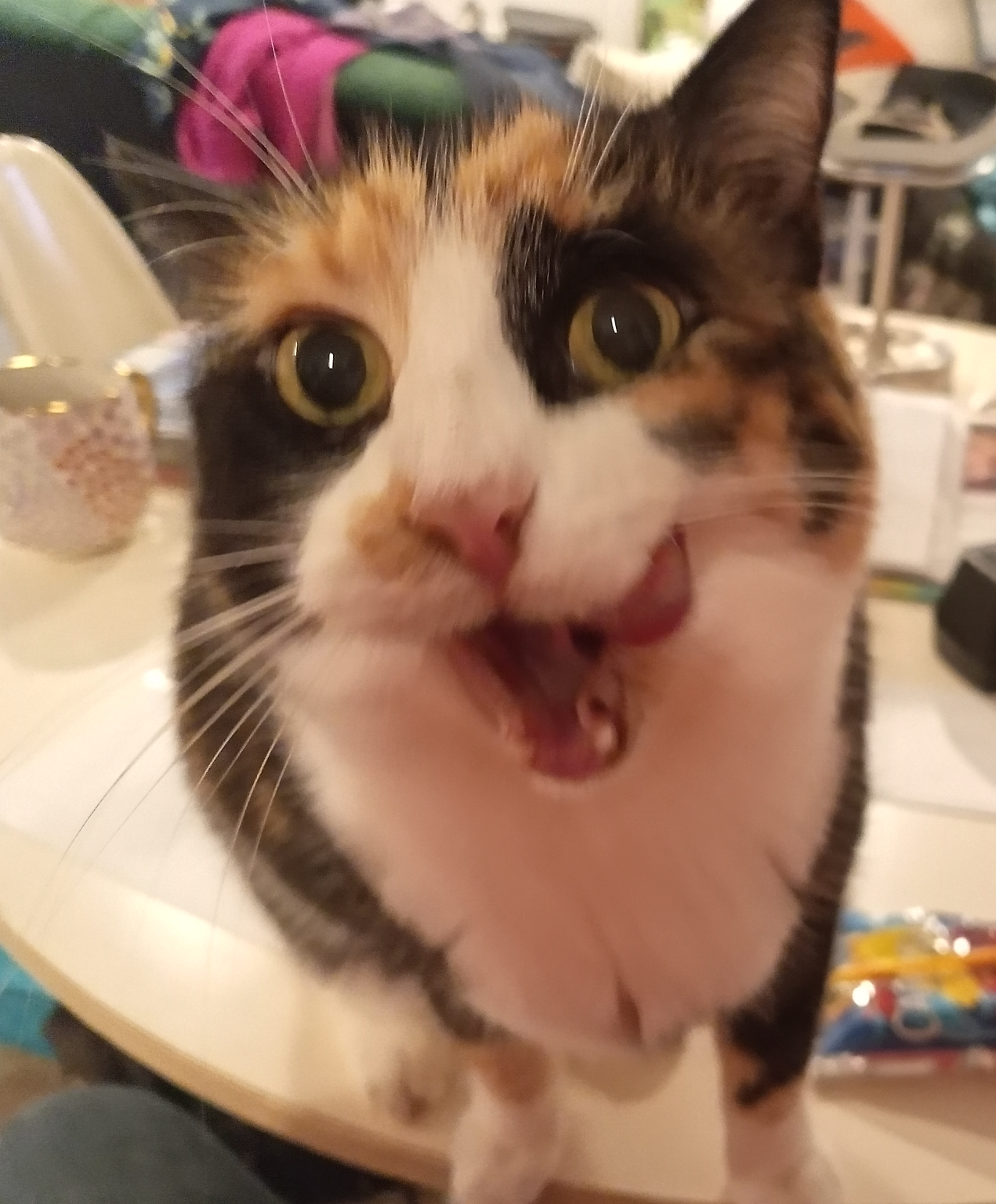 Meowy Christmas Blank Meme Template