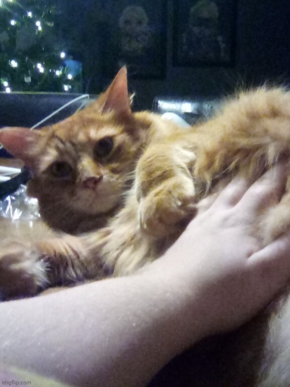 here's a fun fact about cats: if one let's you touch or rub their belly, that's a sign of trust since it's a vulnerable part | made w/ Imgflip meme maker