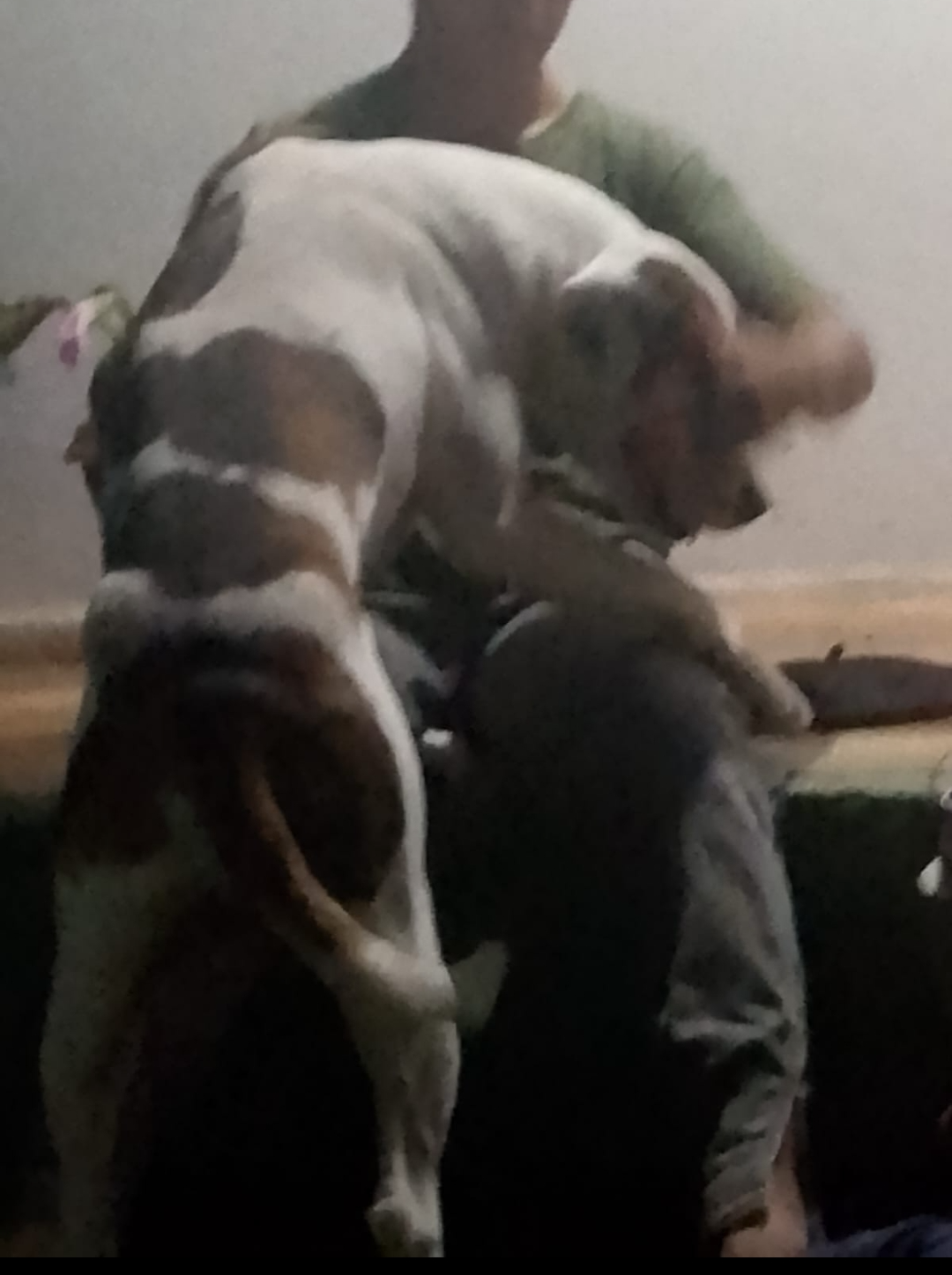 Cachorro comendo novinho mp4 Blank Meme Template