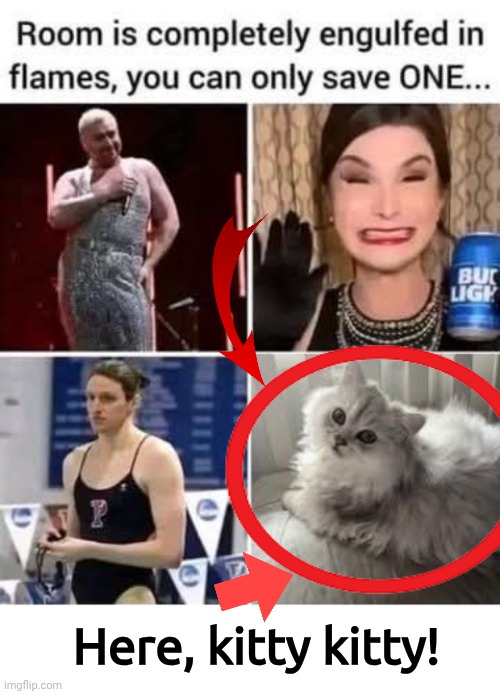 Which one will you rescue | Here, kitty kitty! | image tagged in blank white template,cats | made w/ Imgflip meme maker