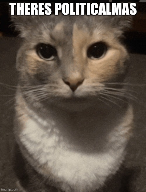 cat dead stare | THERES POLITICALMAS | image tagged in cat dead stare | made w/ Imgflip meme maker