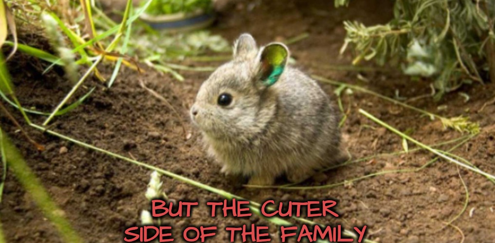BUT THE CUTER SIDE OF THE FAMILY | made w/ Imgflip meme maker