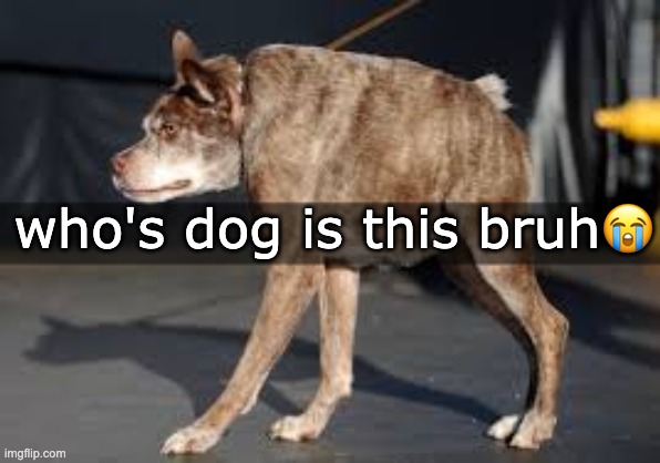 who's dog is this bruh😭 | made w/ Imgflip meme maker