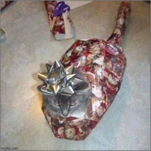 Merry Christmas ! | image tagged in cats,christmas,wrapping | made w/ Imgflip meme maker