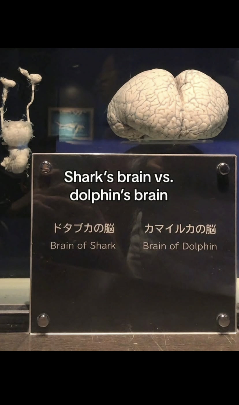 Brain compare Blank Meme Template