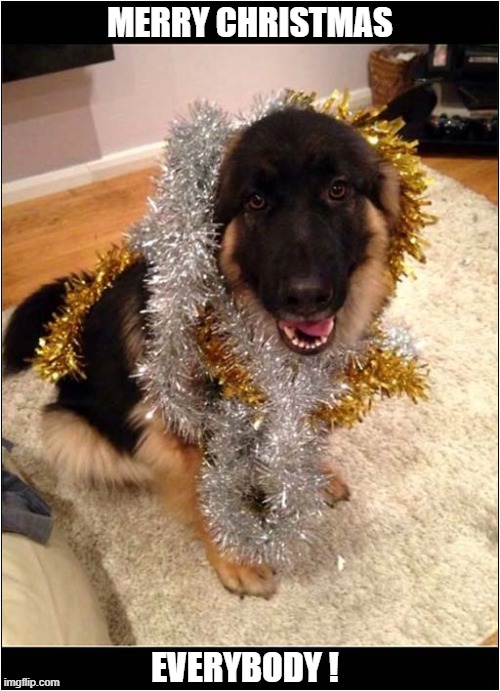 The Seasons Greetings | MERRY CHRISTMAS; EVERYBODY ! | image tagged in dogs,german shepherd,merry christmas | made w/ Imgflip meme maker