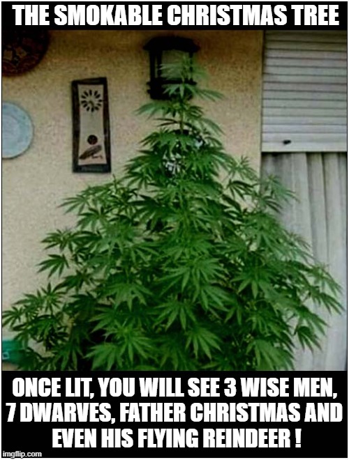 Merry Christmas Everybody ! | THE SMOKABLE CHRISTMAS TREE; ONCE LIT, YOU WILL SEE 3 WISE MEN,
7 DWARVES, FATHER CHRISTMAS AND
 EVEN HIS FLYING REINDEER ! | image tagged in merry christmas,cannabis,hallucinate | made w/ Imgflip meme maker