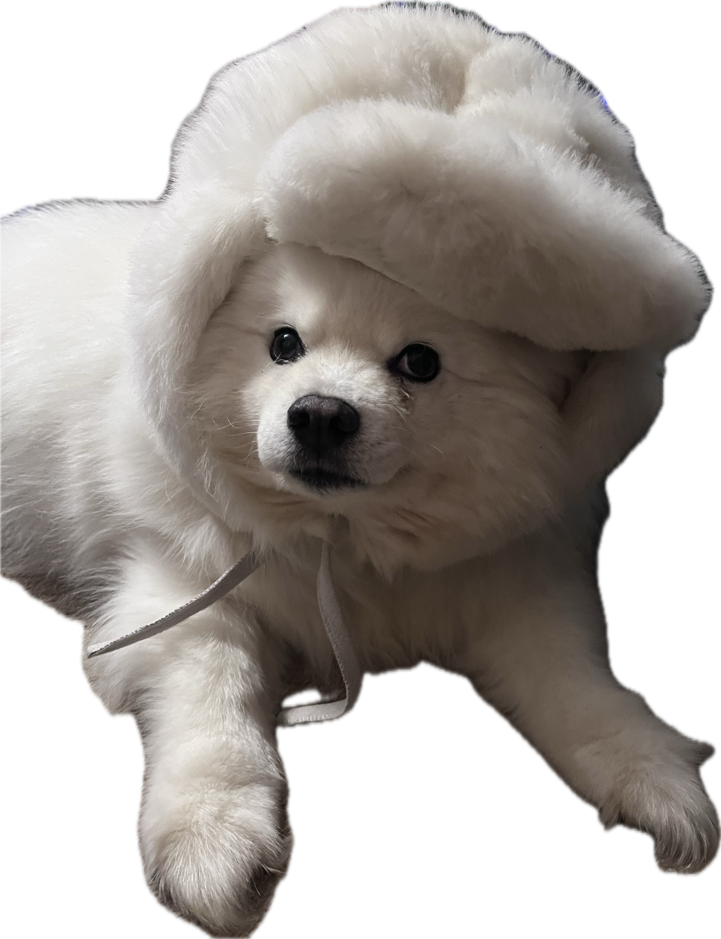 Christmas Dog Blank Meme Template