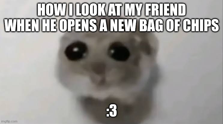 gimmie some pls | HOW I LOOK AT MY FRIEND WHEN HE OPENS A NEW BAG OF CHIPS; :3 | image tagged in sad hamster,foood,chips | made w/ Imgflip meme maker