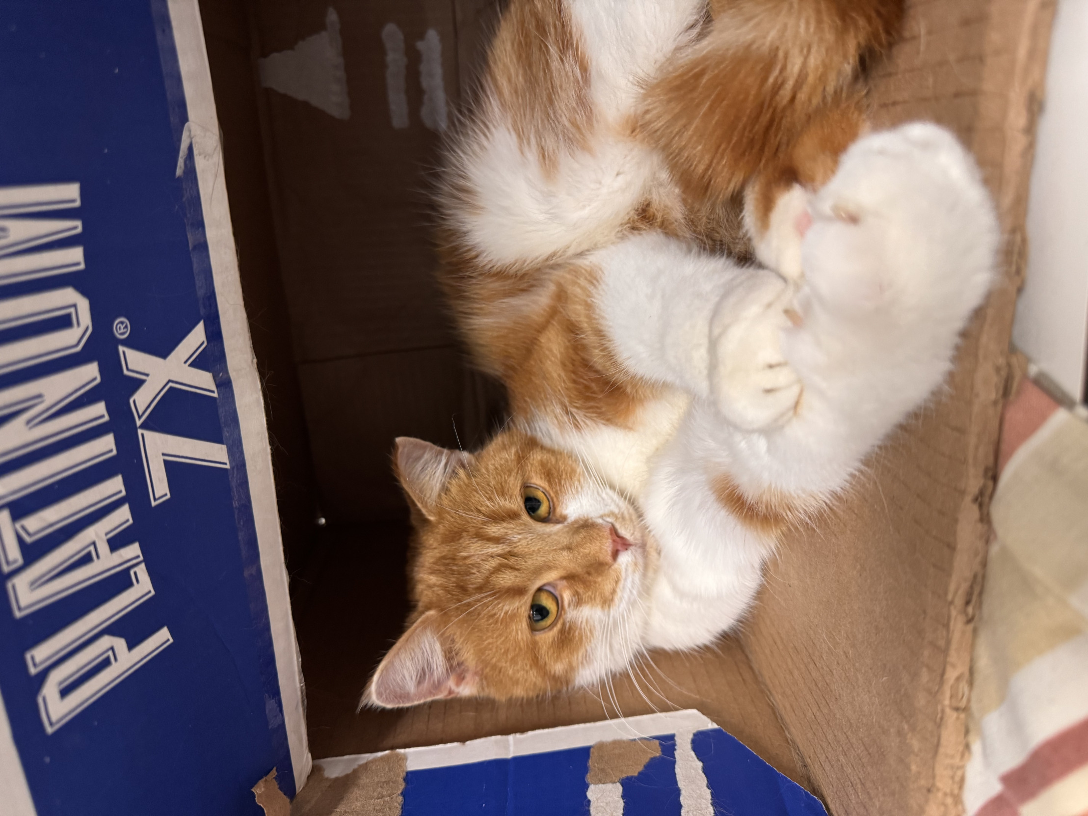 Why am I here? well it feels good Blank Meme Template