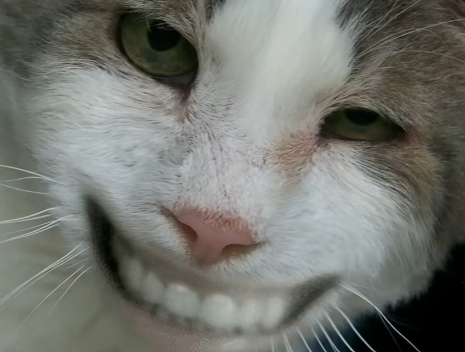 Devious Cat Blank Meme Template