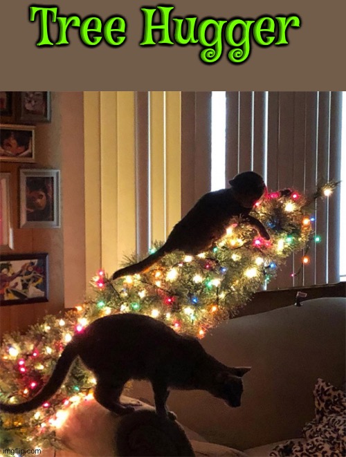 Tree Hugger | Tree Hugger | image tagged in cats,funny cats,christmas,christmas tree,christmas with cats,tree hugger | made w/ Imgflip meme maker