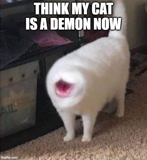 Demon Cat | THINK MY CAT IS A DEMON NOW | image tagged in cats | made w/ Imgflip meme maker