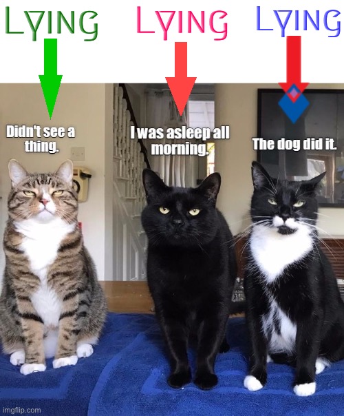 Liars | Lying; Lying; Lying | image tagged in cats,funny cats,lying,liar liar pants on fire,blame,excuses | made w/ Imgflip meme maker