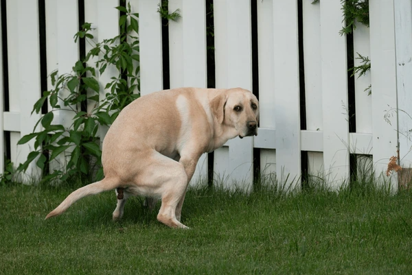 Dog pooping Blank Meme Template