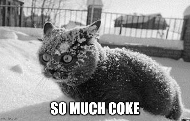 so much cocaine cat | SO MUCH COKE | image tagged in so much cocaine cat | made w/ Imgflip meme maker