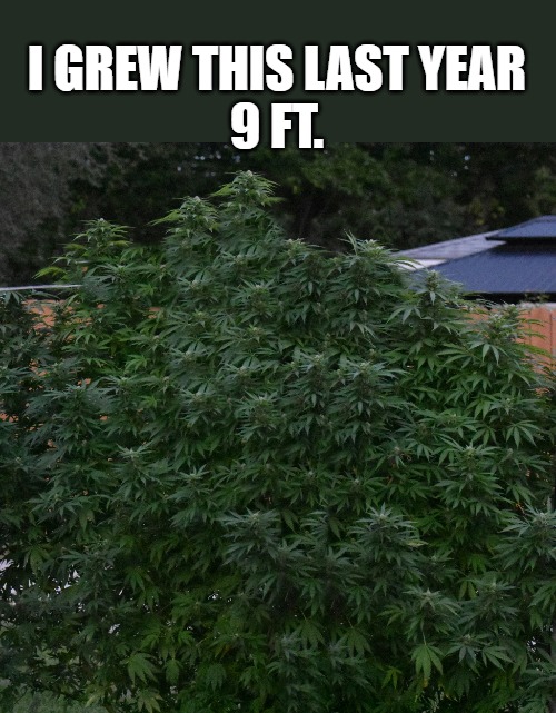 I GREW THIS LAST YEAR
9 FT. | made w/ Imgflip meme maker