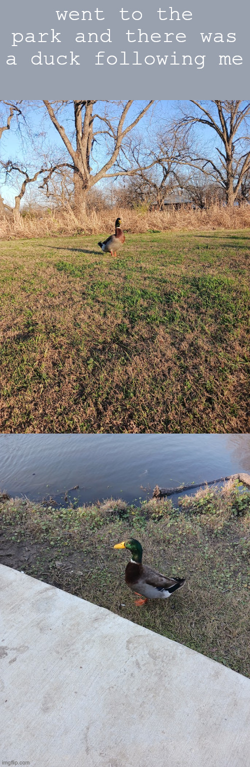 went to the park and there was a duck following me | made w/ Imgflip meme maker