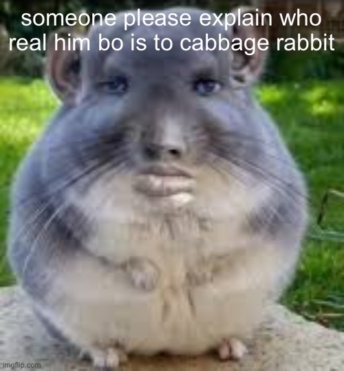 Disappointed Chinchilla | someone please explain who real him bo is to cabbage rabbit | image tagged in disappointed chinchilla | made w/ Imgflip meme maker