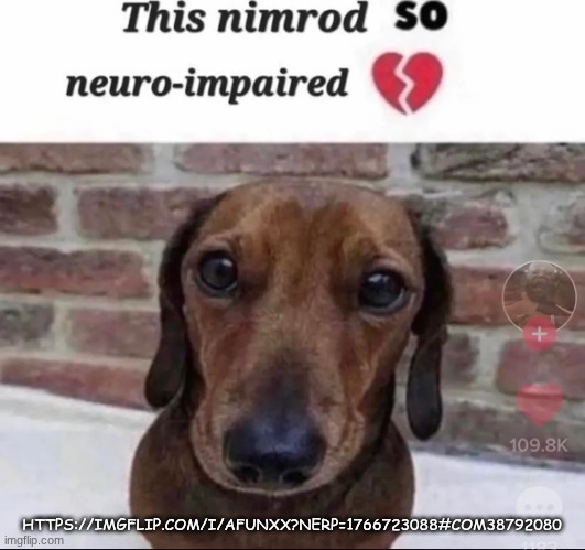 Real him bo and manticore combined into one user. | HTTPS://IMGFLIP.COM/I/AFUNXX?NERP=1766723088#COM38792080 | image tagged in this nimrod so neuro-impaired | made w/ Imgflip meme maker
