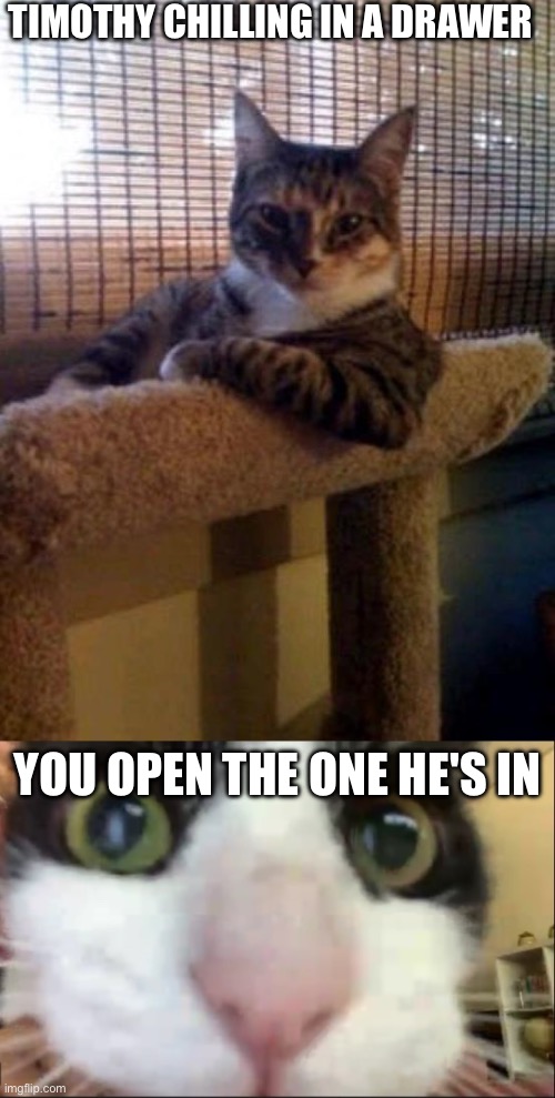 A meme for every entity every day 10: Timothy (At this point is 2 memes every 2 days lol) | TIMOTHY CHILLING IN A DRAWER; YOU OPEN THE ONE HE'S IN | image tagged in memes,the most interesting cat in the world,cat staring at camera,roblox doors,spider,timothy | made w/ Imgflip meme maker
