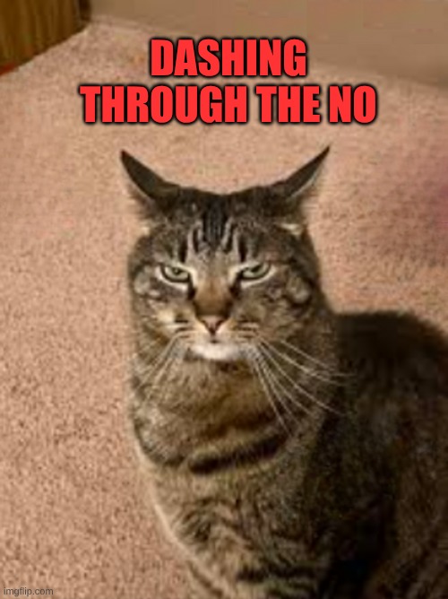 No Drama | DASHING THROUGH THE NO | image tagged in you have to be kitty me,cat,also grumpy,just say no,just sayin',good vibes | made w/ Imgflip meme maker