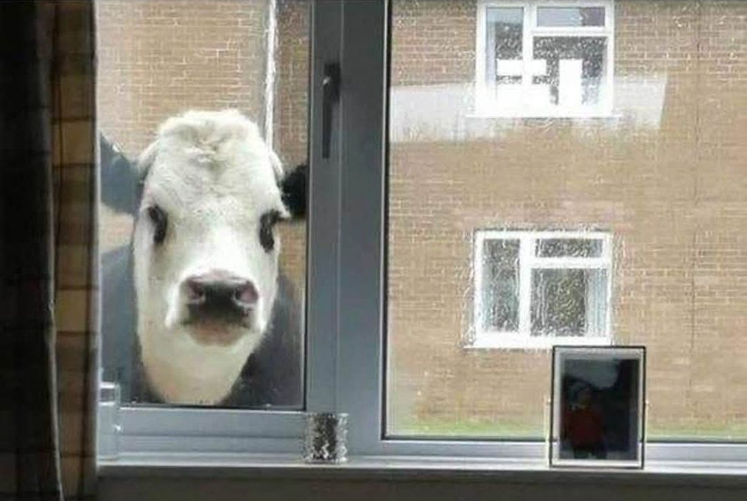 Cow visitor Blank Meme Template