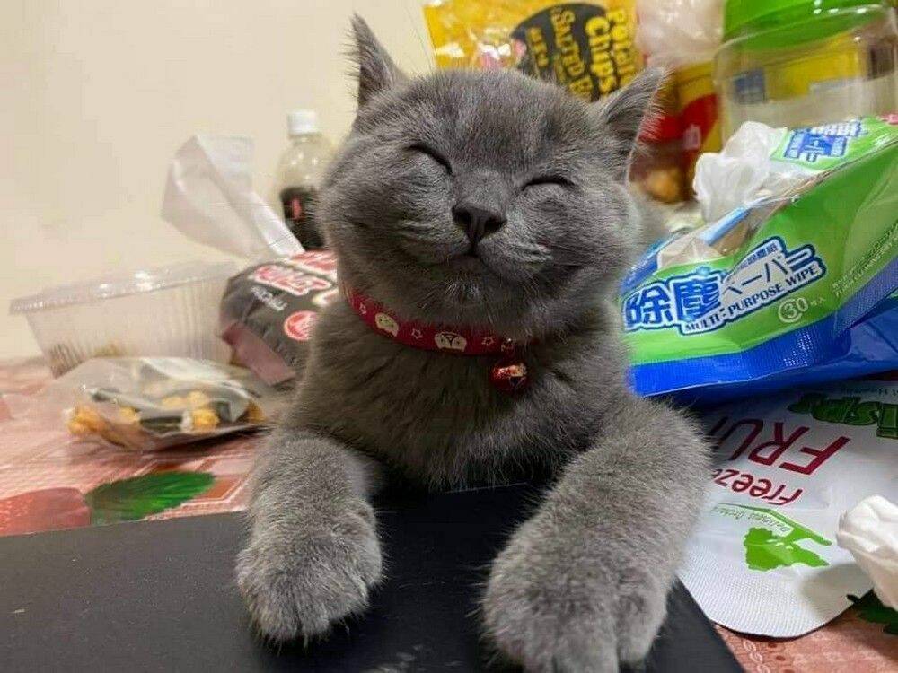 smiling cat Blank Meme Template