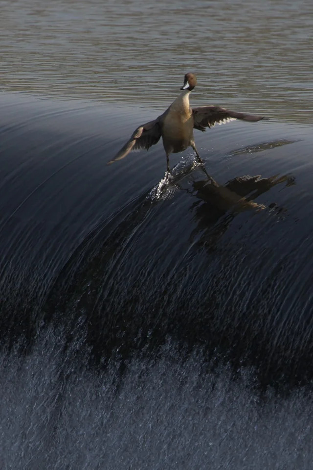 surfing duck Blank Meme Template