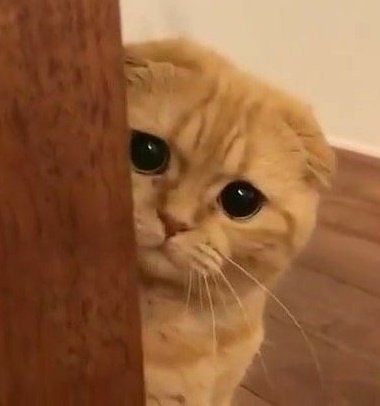 cat peeking Blank Meme Template