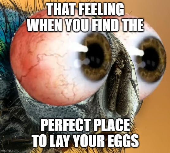 That feeling when you find the perfect place to lay your eggs | THAT FEELING WHEN YOU FIND THE; PERFECT PLACE TO LAY YOUR EGGS | image tagged in fly with bulging human eyes,fly,eggs | made w/ Imgflip meme maker
