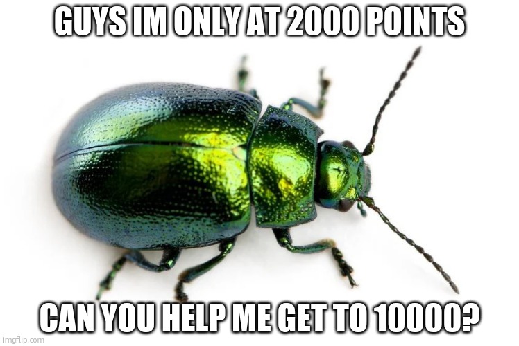 beg | GUYS IM ONLY AT 2000 POINTS; CAN YOU HELP ME GET TO 10000? | image tagged in beetle,begging for upvotes,stop reading the tags,tag | made w/ Imgflip meme maker