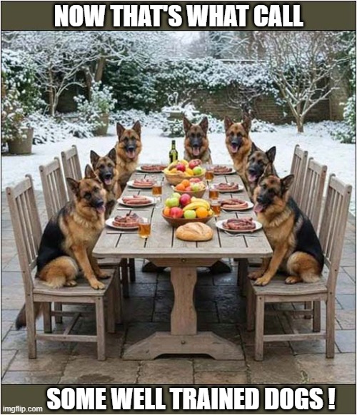 Wait ... Wait ... WAIT ! | NOW THAT'S WHAT CALL; SOME WELL TRAINED DOGS ! | image tagged in dogs,german shepherd,wait | made w/ Imgflip meme maker