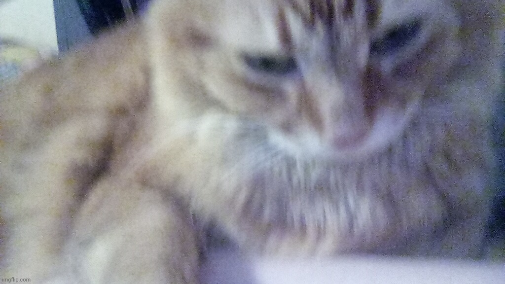 My beautiful boy Johnny cash | image tagged in i love pussy | made w/ Imgflip meme maker