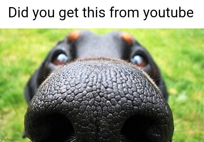 dog nose | Did you get this from youtube | image tagged in dog nose | made w/ Imgflip meme maker