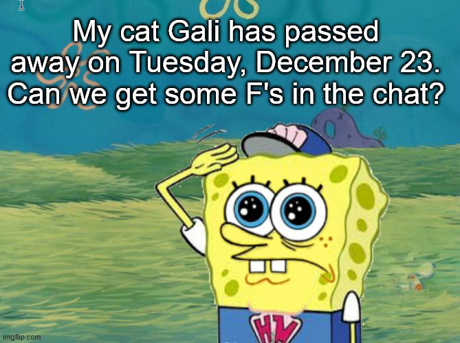 Spongebob salute | My cat Gali has passed away on Tuesday, December 23. Can we get some F's in the chat? | image tagged in spongebob salute,rip,press f to pay respects | made w/ Imgflip meme maker