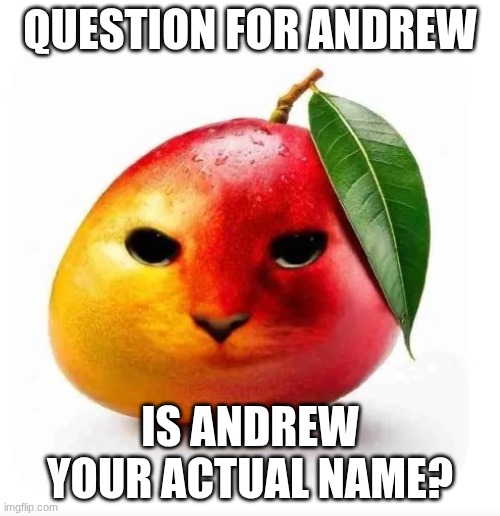 Cat mango | QUESTION FOR ANDREW; IS ANDREW YOUR ACTUAL NAME? | image tagged in cat mango | made w/ Imgflip meme maker