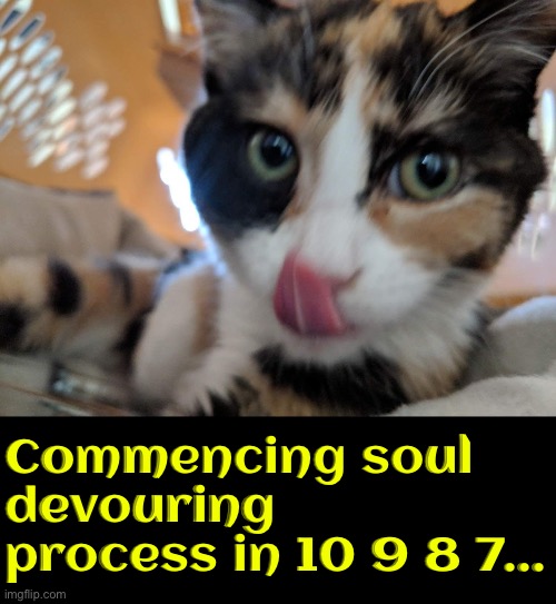Commencing Soul Devouring | Commencing soul devouring process in 10 9 8 7... | image tagged in cats,funny cats,soul eater,time to die,malignant narcissism,sociopath | made w/ Imgflip meme maker