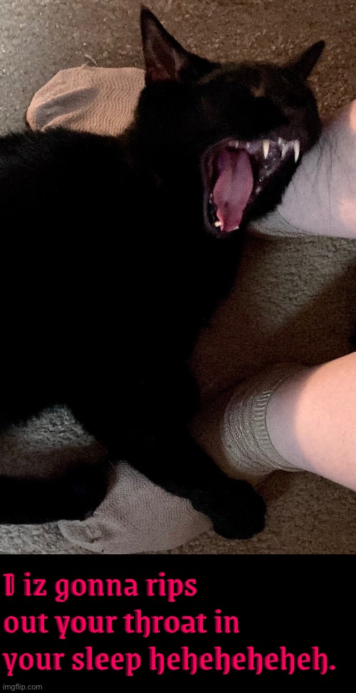 I Iz Gonna | I iz gonna rips out your throat in your sleep heheheheheh. | image tagged in cats,funny cats,time to die,kill you cat,laughing,my cat | made w/ Imgflip meme maker